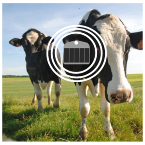 Vacas don dispositivo inteligente para monitorizar el ganado